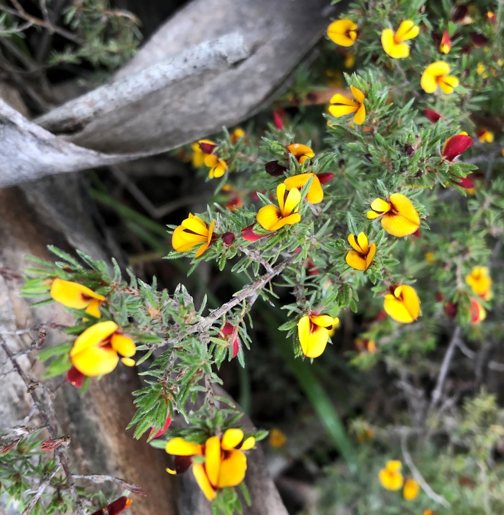 Slender Bush Pea