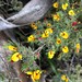 Pultenaea tenuifolia - Photo (c) davidsando, algunos derechos reservados (CC BY-NC), subido por davidsando
