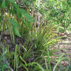 Pyrrosia longifolia
