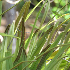 Pyrrosia longifolia