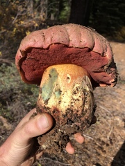 Rubroboletus