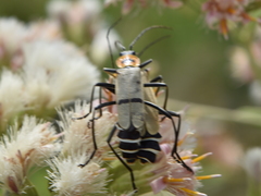 Chauliognathus nigrocinctus
