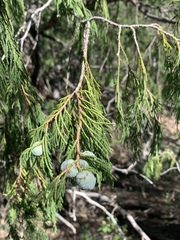 Juniperus flaccida
