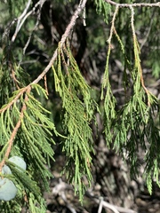 Juniperus flaccida