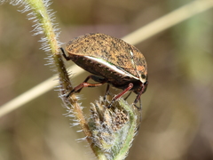 Orsilochides variabilis