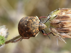 Orsilochides variabilis
