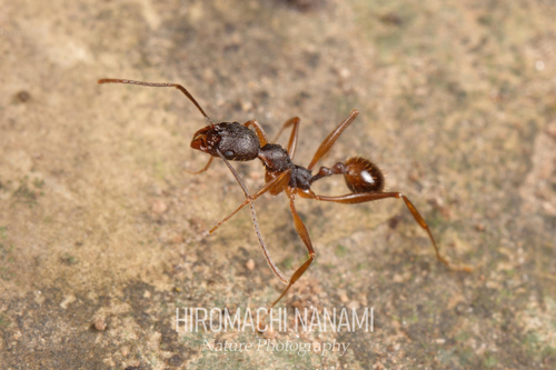 高桥盘腹蚁Aphaenogaster takahashii