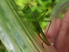 Conocephalus cinereus