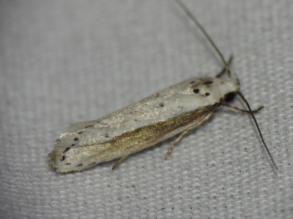 Ethmia mirusella