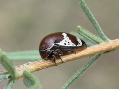 Stictopelta pulchella