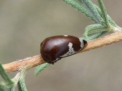 Stictopelta pulchella