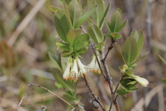Lonicera villosa