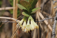 Lonicera villosa