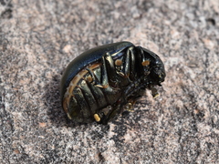 Leptinotarsa behrensi