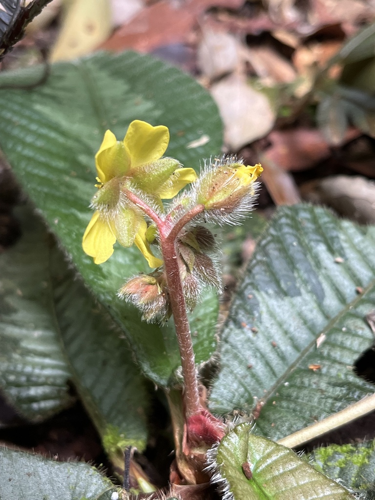 Acrotrema costatum