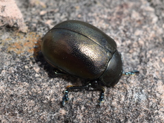 Leptinotarsa behrensi