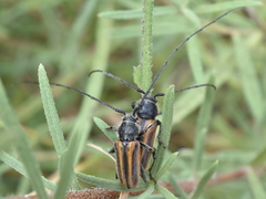 Neocrossidius trivittatus