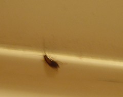 Blattella germanica