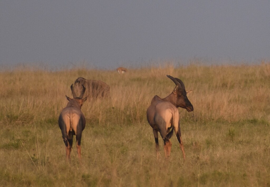 Damaliscus lunatus jimela, Masai Mara National Reserve, Kenya, by woodridgejeff