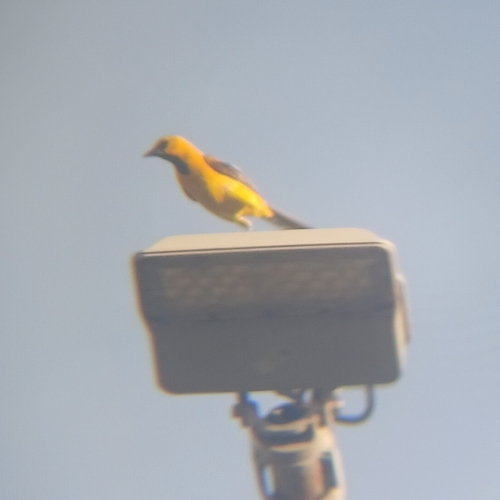 Yellow Oriole (Icterus nigrogularis), photo 9