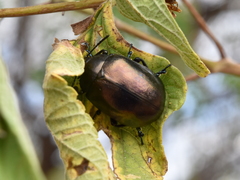 Leptinotarsa behrensi