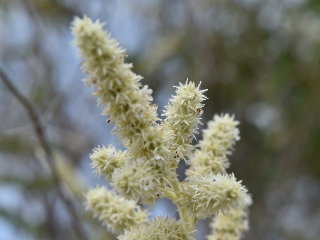 Asterohyptis
