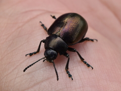 Leptinotarsa behrensi