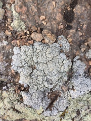 Lecanora argopholis