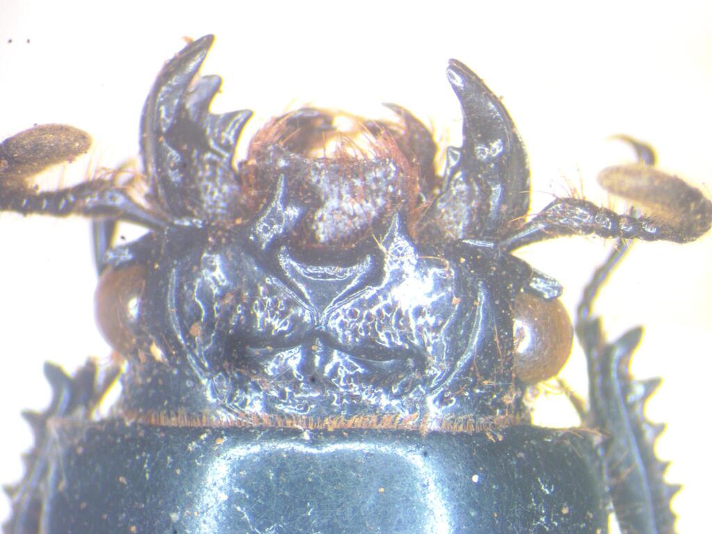 Aceraius pilifer