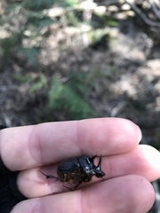 Onthophagus mniszechi