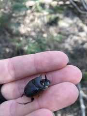 Onthophagus mniszechi
