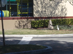 Bubulcus ibis
