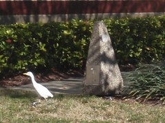 Bubulcus ibis