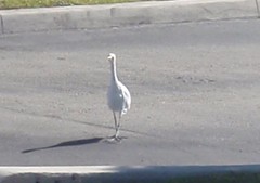 Bubulcus ibis