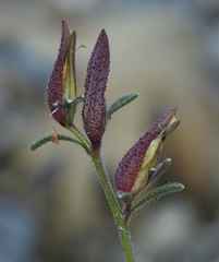 Cordylanthus nevinii