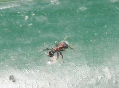 Stictoponera bicolor