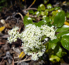 Scandia rosifolia