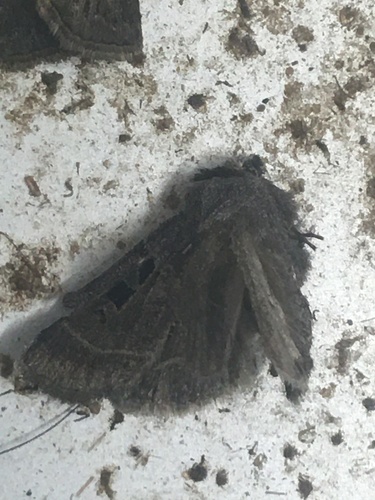 Square-spotted Dart photo 5