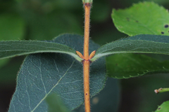 Lonicera villosa