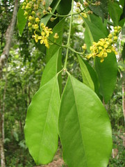Bunchosia lanceolata
