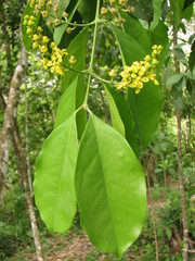 Bunchosia lanceolata