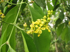 Bunchosia lanceolata
