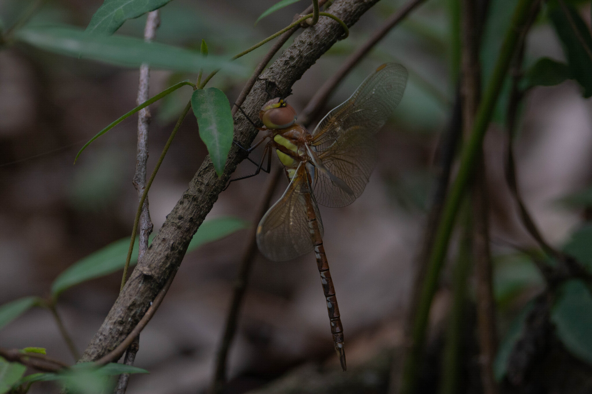 Rusty Darner