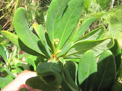 Byrsonima bucidaefolia