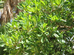 Byrsonima bucidaefolia