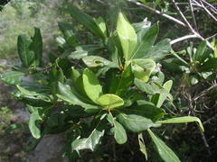 Byrsonima bucidaefolia