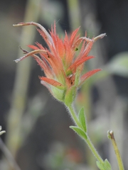 Castilleja miniata oblongifolia