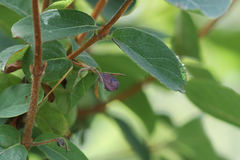 Lonicera villosa