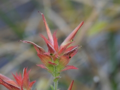 Castilleja miniata oblongifolia