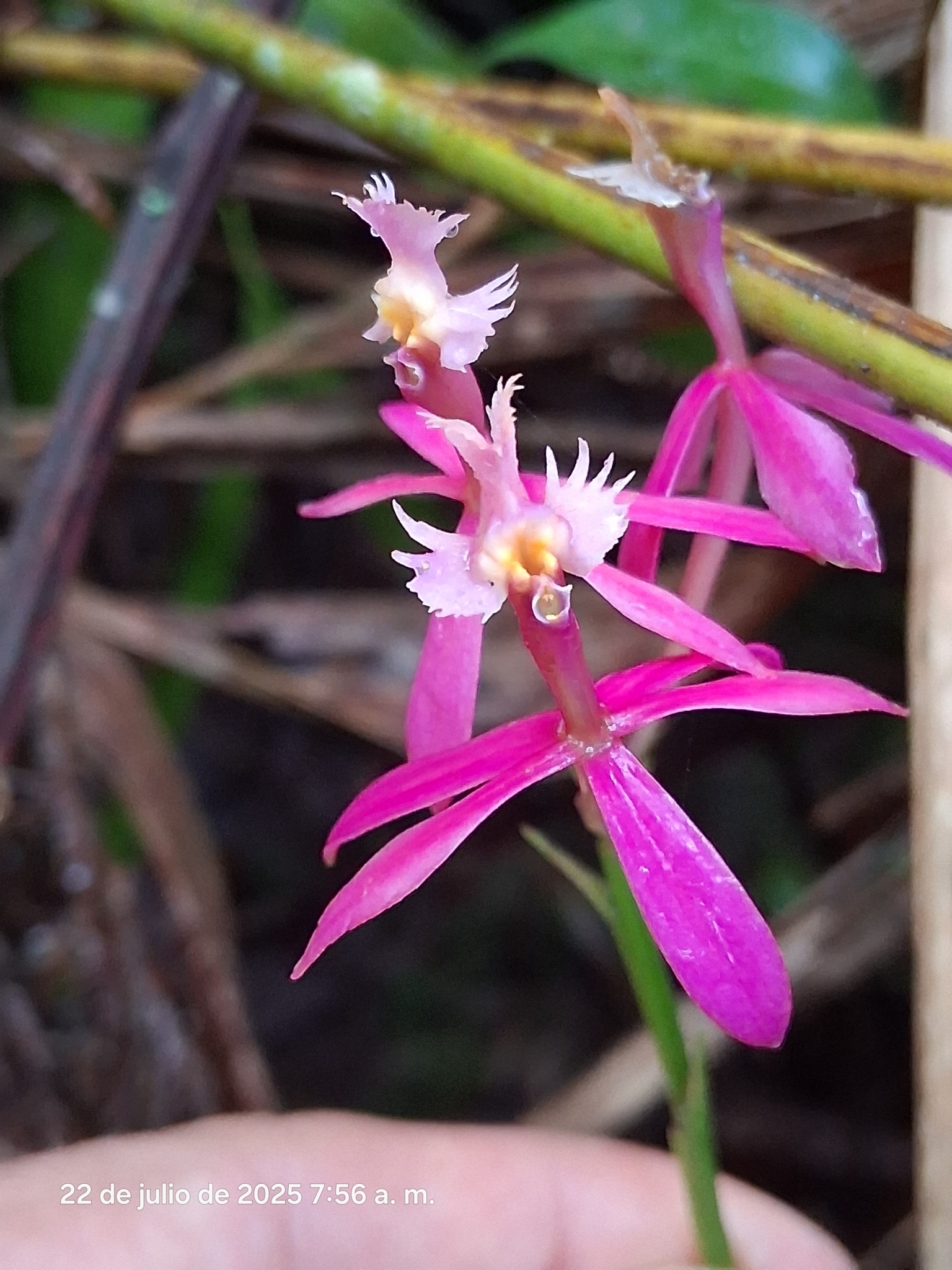 Epidendrum flabellilobatum Hágsater & Medina Tr.